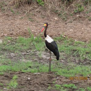 Kruger Park Letaba July/August 2027