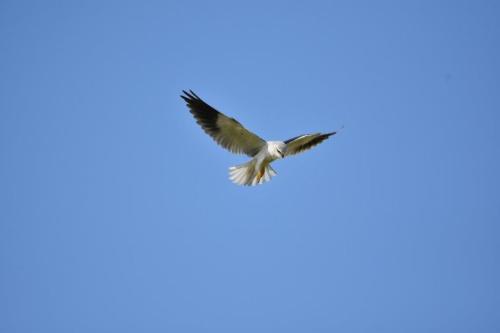 DSC_1109