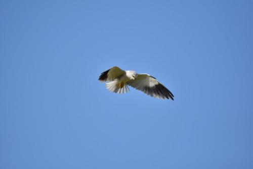 DSC_1110-1